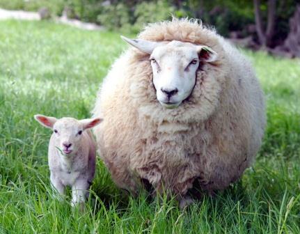 Купить одеяло из овечьей шерсти в Архангельске