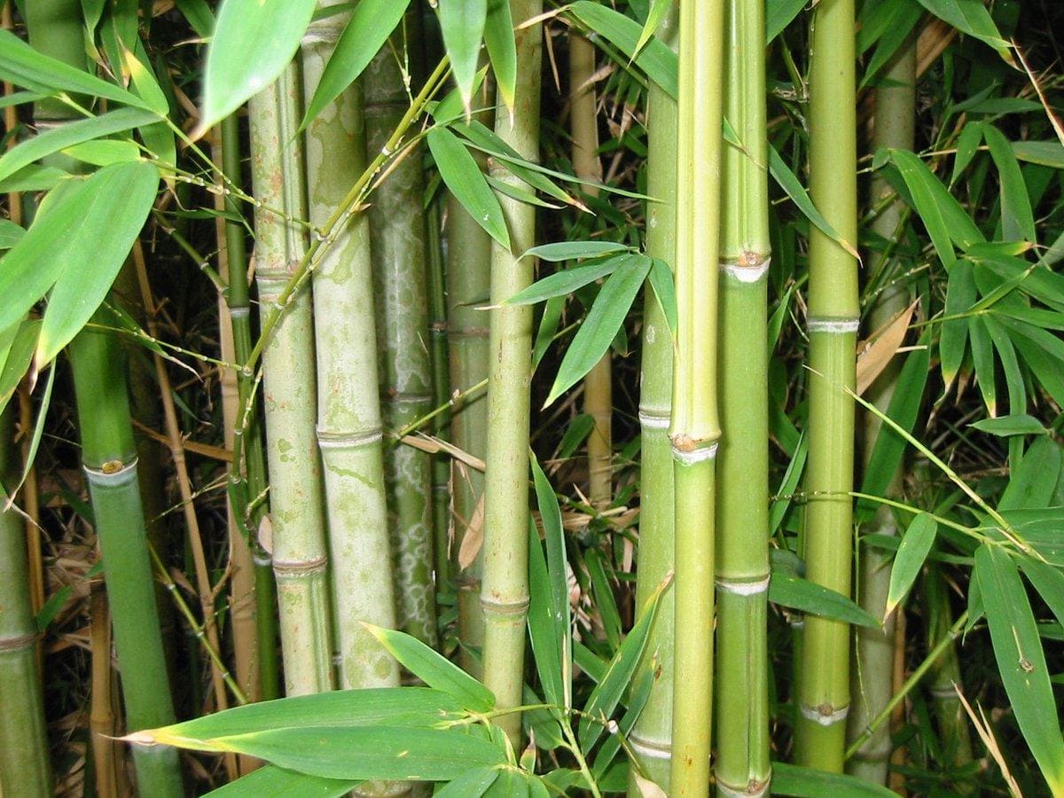Растение бамбук